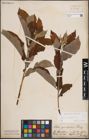 Foto von Salix caprea L.